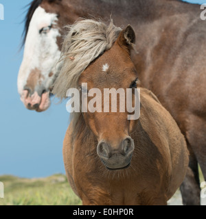 Close-up of horses, Bonavista, péninsule de Bonavista, Terre-Neuve et Labrador, Canada Banque D'Images