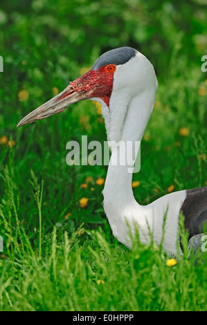 La grue caronculée (Bugeranus carunculatus Grus carunculatus), Banque D'Images