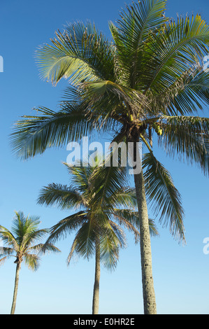 Des cocotiers debout dans une ligne d'un bleu ciel tropical Banque D'Images