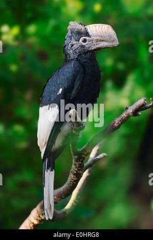 Noir-et-blanc-casqued Hornbill Calao à joues grises ou (Bycanistes subcylindricus) Banque D'Images