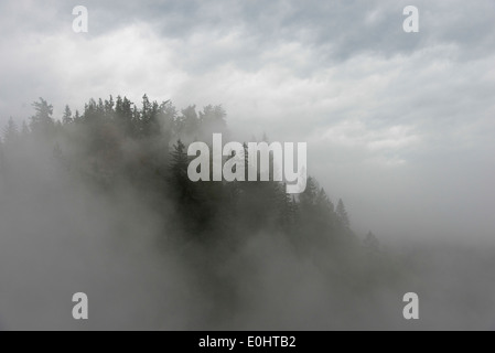 Brouillard sur les arbres dans une forêt, l'automne, la ville de Snoqualmie, Washington State, USA Banque D'Images