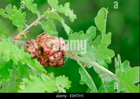 Apple chêne Gall Wasp (Biorhiza pallida), gall, Rhénanie du Nord-Westphalie, Allemagne Banque D'Images