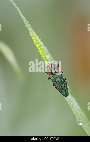 Bois-métal (Coléoptère Anthaxia hungarica), femme, Provence, Sud de France Banque D'Images