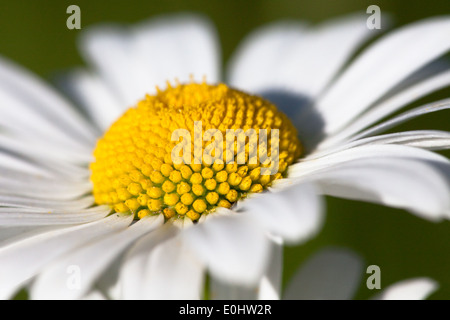 Margerite oxeye daisy - Blanc Banque D'Images