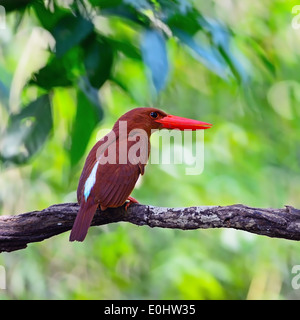 Rouge coloré, Kingfisher Kingfisher Ruddy masculin (Halcyon coromanda), sur une branche, le dos profile Banque D'Images