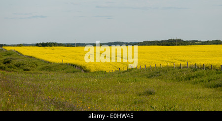 Prairie, Erickson, Parc national du Mont-Riding, Manitoba, Canada Banque D'Images