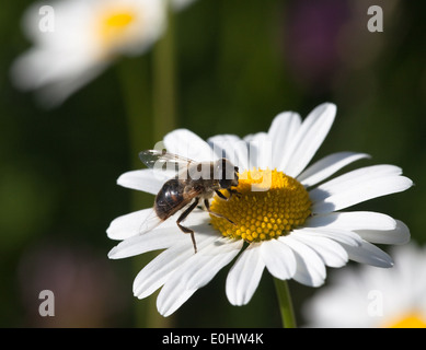 Margerite oxeye daisy - Blanc Banque D'Images