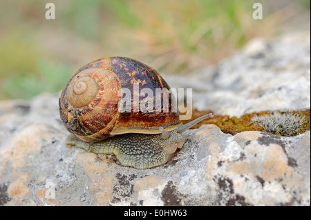 Escargot petit-gris (Cornu aspersum, Cryptomphalus aspersus, Helix aspersa), Provence, Sud de France Banque D'Images