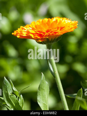 Gemeine Ringelblume, DIE GARTEN TULLN 2009 - Jardin Marigold Banque D'Images