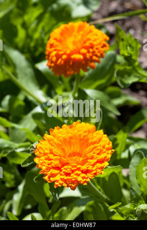 Gemeine Ringelblume, DIE GARTEN TULLN 2009 - Jardin Marigold Banque D'Images