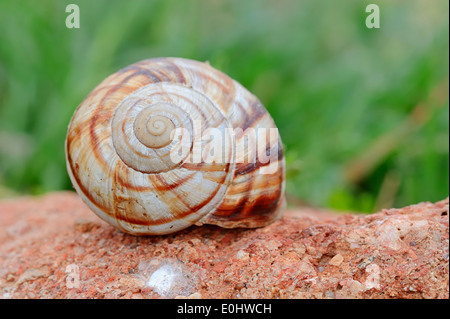 Escargot turc ou escargots (Helix lucorum), Provence, Sud de France Banque D'Images