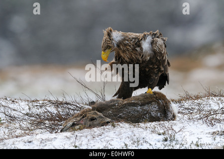 Golden Eagle avec lièvre comme une proie sur un plateau, dans les collines du Nord, Flatanger Nord-trondelag en Norvège Banque D'Images