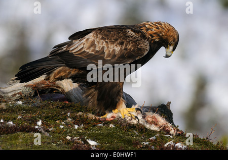 Golden Eagle avec lièvre comme une proie sur un plateau, dans les collines du Nord, Flatanger Nord-trondelag en Norvège Banque D'Images