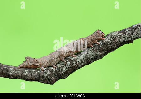 Green-chat Crescent (Allophyes oxyacanthae), Caterpillar, Provence, Sud de France Banque D'Images