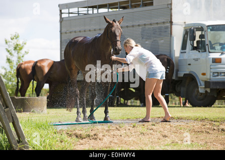 Femme marié lave-off un polo pony à Clevedon dans l'Île du Nord Nouvelle-zélande Banque D'Images