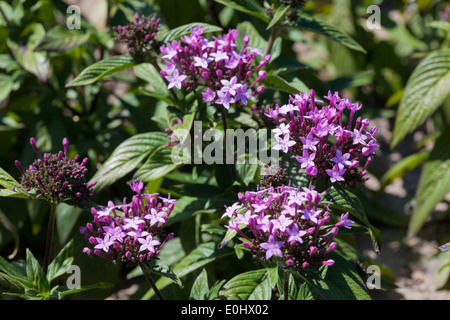 Sternblume, Graffiti, Violett (Pentas lanceolata), DIE GARTEN TULLN 2009 - Pentas lanceolata Banque D'Images