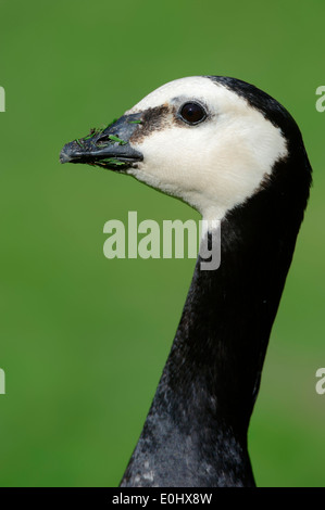 Bernache nonnette (Branta leucopsis), Pays-Bas Banque D'Images