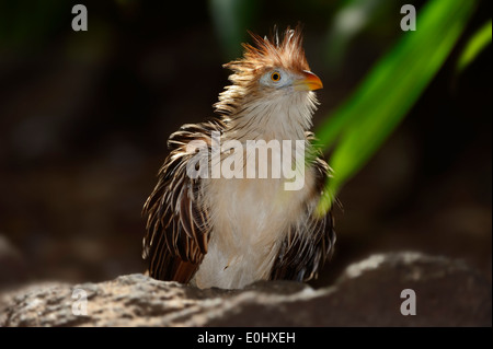 Guira guira Guira Cuckoo () Banque D'Images