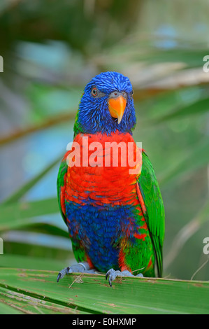 Rainbow Lorikeet ou les Grives Lorikeet (Trichoglossus haematodus moluccanus), l'Australie Banque D'Images