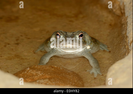 Colorado River Toad ou désert de Sonora (Bufo alvarius) Banque D'Images