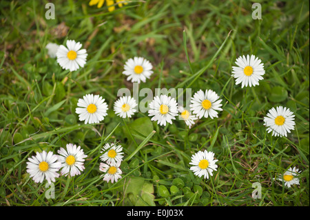 Le Bellis perennis pâquerette commune une source de daisy chains vu de directement au-dessus des lignes de Banque D'Images