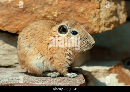 Gundi commun ou de l'Afrique du Nord Gundi (Ctenodactylus gundi) Banque D'Images