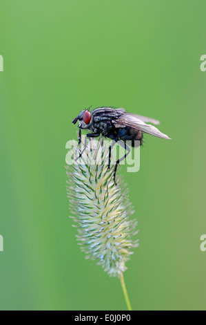 La chair grise voler ou conjoint de mouche à viande (Sarcophaga carnaria), Nordrhein-Westfalen, Allemagne Banque D'Images