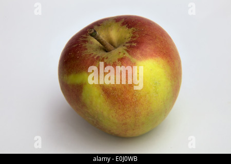 Pommes - Malus domestica 'Reine' Cox - Fond blanc Banque D'Images