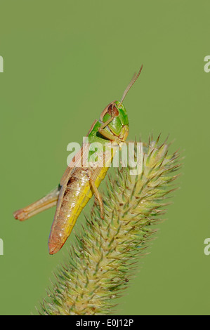 Meadow Grasshopper (Chorthippus parallelus), femme, Rhénanie du Nord-Westphalie, Allemagne Banque D'Images