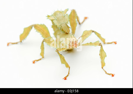 Bâton de marche, de l'Australie du spectre, Maclaey Spiney ou Phasme Phasme épineux géant (Extatosoma tiaratum), Femme Banque D'Images