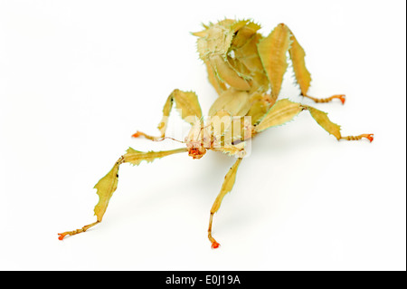 Bâton de marche, de l'Australie du spectre, Maclaey Spiney ou Phasme Phasme épineux géant (Extatosoma tiaratum), Femme Banque D'Images