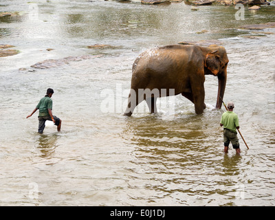 Baignade à l'orphelinat des éléphants au Sri Lanka Banque D'Images