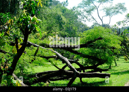 Arbre tombé dans la verdure à l'purwodadi botanical gardens près de Malang est de Java en Indonésie Banque D'Images