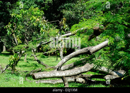 Arbre tombé dans la verdure à l'purwodadi botanical gardens près de Malang est de Java en Indonésie Banque D'Images