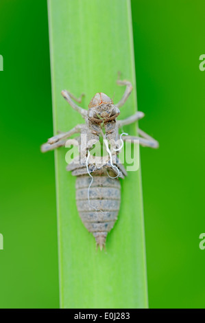 Black-tailed Skimmer (Orthetrum cancellatum), l'exuvie larvaire, peau, Rhénanie du Nord-Westphalie, Allemagne Banque D'Images