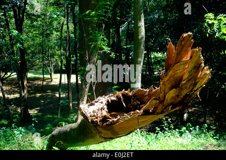 Tronc d'arbre tombé dans la verdure à l'purwodadi botanical gardens près de Malang est de Java en Indonésie Banque D'Images
