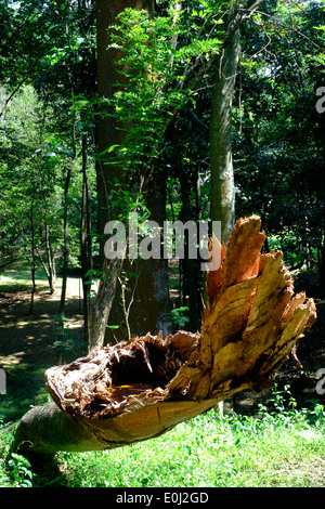 Tronc d'arbre tombé dans la verdure à l'purwodadi botanical gardens près de Malang est de Java en Indonésie Banque D'Images