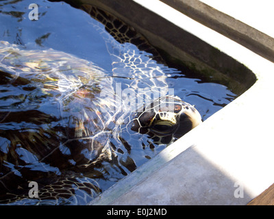 Close-up d'une tortue à la station d'élevage au Sri Lanka Banque D'Images