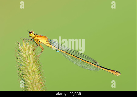 Demoiselle à queue bleu commun, ou d'Ischnura Ischnura elegans (Bluetail commun), femme, Rhénanie du Nord-Westphalie, Allemagne Banque D'Images