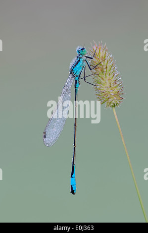 Demoiselle à queue bleu commun, ou d'Ischnura Ischnura elegans (Bluetail commun), homme, Rhénanie du Nord-Westphalie, Allemagne Banque D'Images