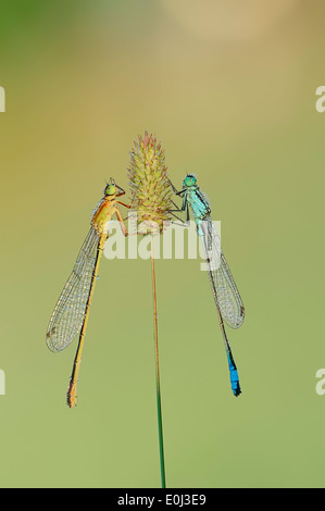 Demoiselle à queue bleu commun, commun ou d'Ischnura Ischnura elegans (Bluetail), en couple, en Rhénanie du Nord-Westphalie, Allemagne Banque D'Images