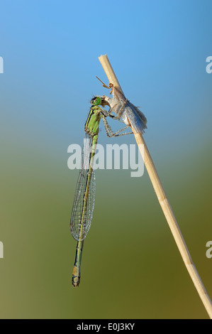 Demoiselle à queue bleu commun, commun ou d'Ischnura Ischnura elegans (Bluetail), femme avec papillon saisi Banque D'Images