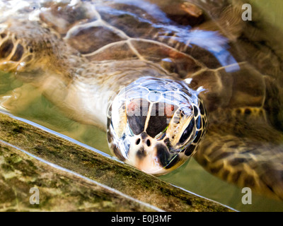 Close-up d'une tortue à la station d'élevage au Sri Lanka Banque D'Images