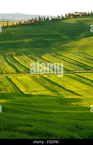 La campagne Toscane, Sienne Italie. Banque D'Images