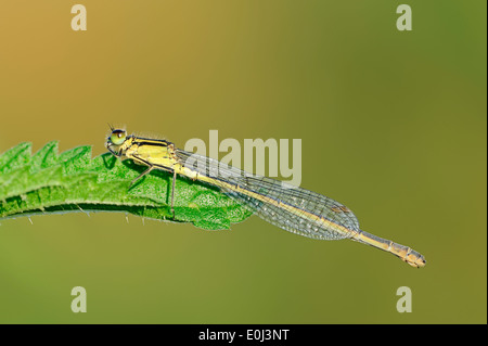 Demoiselle à queue bleu commun, ou d'Ischnura Ischnura elegans (Bluetail commun), femme, Rhénanie du Nord-Westphalie, Allemagne Banque D'Images