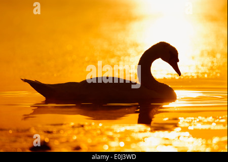Mute Swan (Cygnus olor) au lever du soleil, en Rhénanie du Nord-Westphalie, Allemagne Banque D'Images