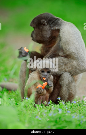 Common Woolly Monkey, singe laineux brun, ou de Humboldt (singe laineux Lagothrix lagotricha), femme avec de jeunes Banque D'Images