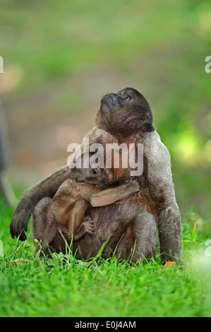 Common Woolly Monkey, singe laineux brun, ou de Humboldt (singe laineux Lagothrix lagotricha), femme avec de jeunes Banque D'Images