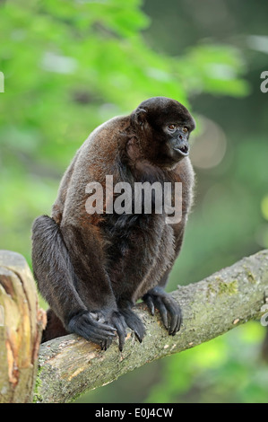 Common Woolly Monkey, singe laineux brun, ou de Humboldt (singe laineux Lagothrix lagotricha) Banque D'Images