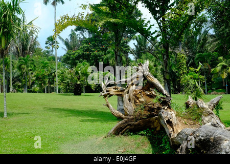 Un tronc d'arbre tombé dans la verdure à l'purwodadi botanical gardens près de Malang est de Java en Indonésie Banque D'Images